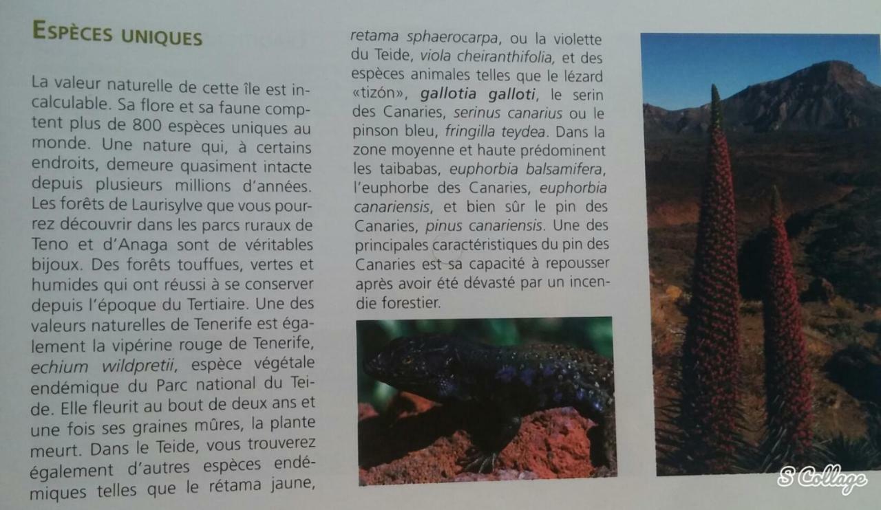 Finca Dulce Granadilla De Abona Exteriér fotografie