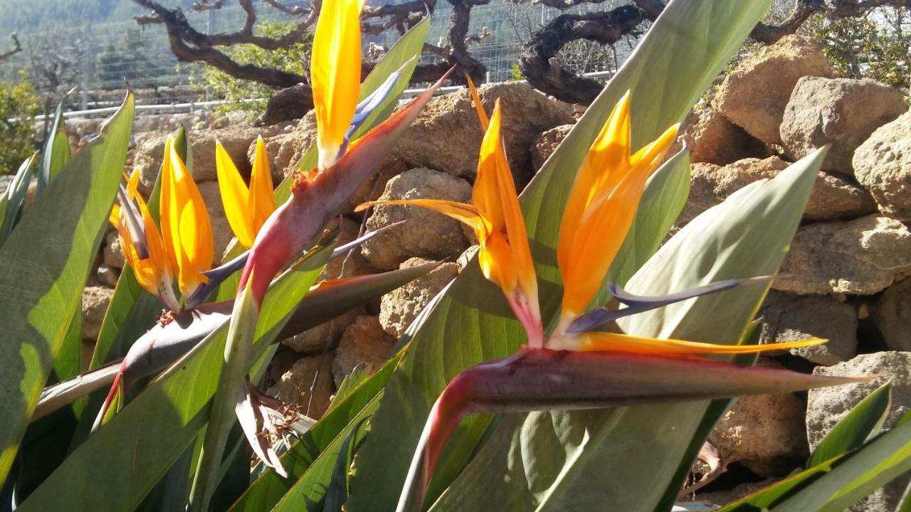 Finca Dulce Granadilla De Abona Exteriér fotografie